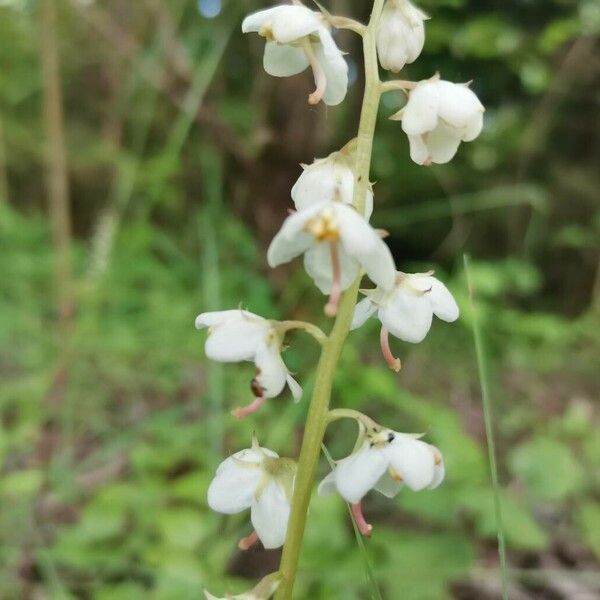 Pyrola rotundifolia Flower