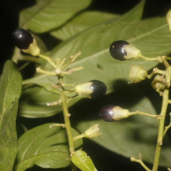 Cestrum reflexum Fruit