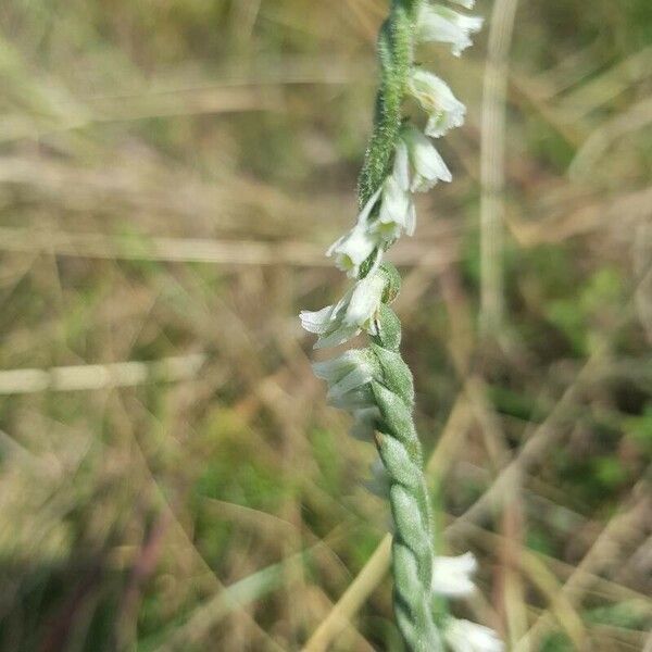 Spiranthes spiralis Fiore