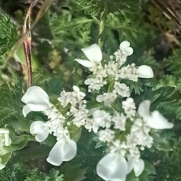 Caucalis platycarpos Fiore