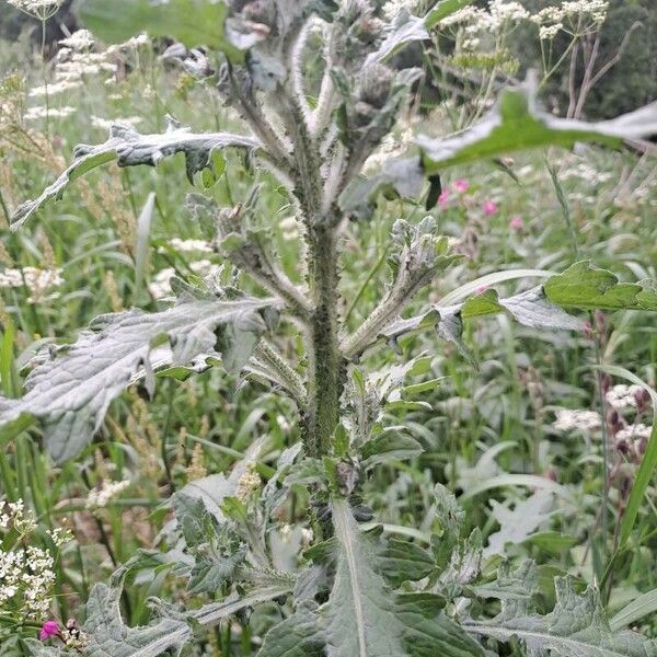 Carduus crispus Blomst