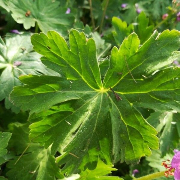 Geranium macrorrhizum Folha