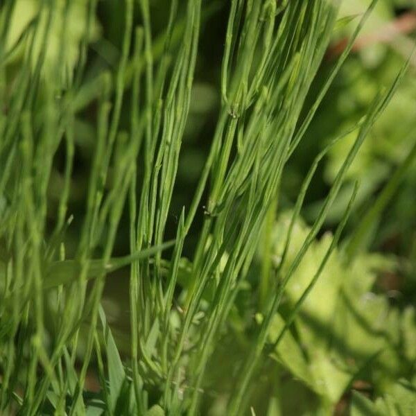 Equisetum palustre Blatt