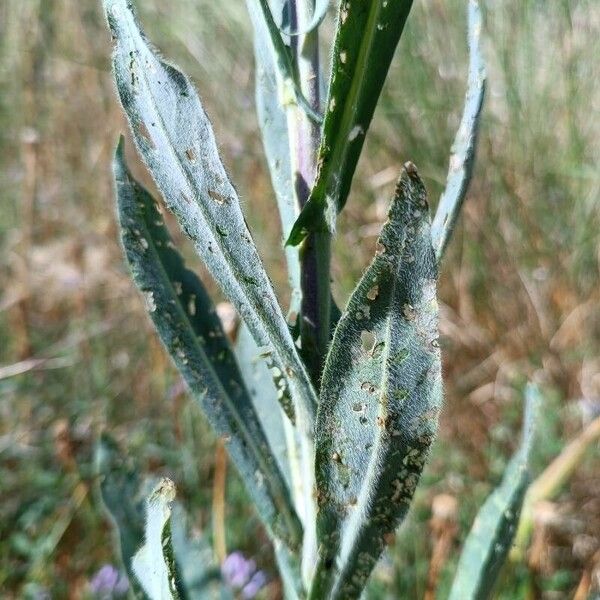 Isatis tinctoria Blatt