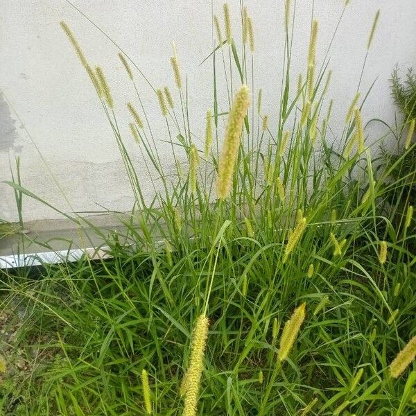 Setaria pumila Lapas