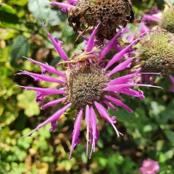 Monarda fistulosa Flower