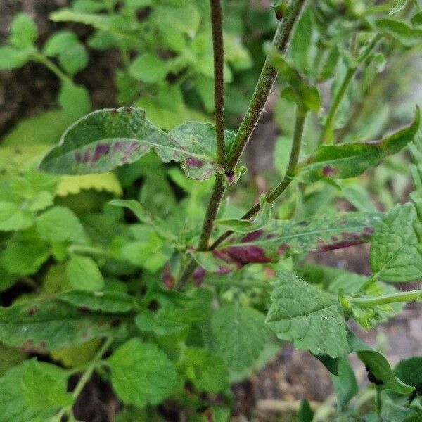 Pentanema britannica Leaf