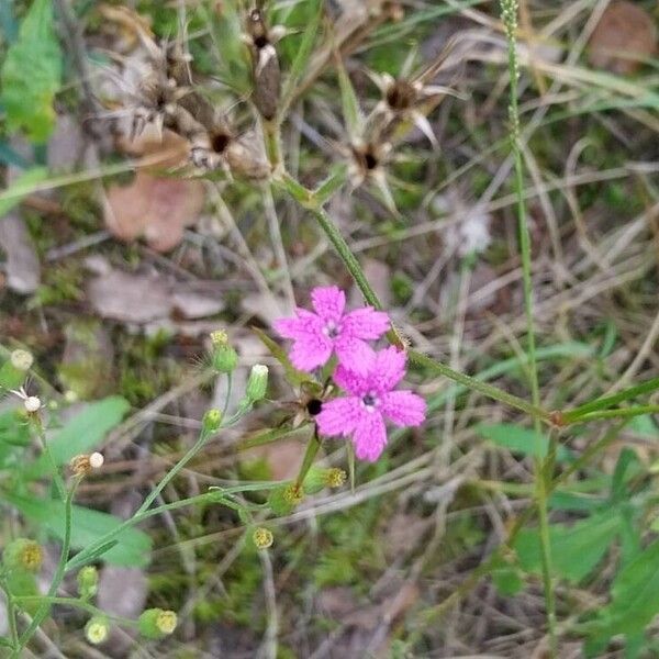 Dianthus armeria Flor