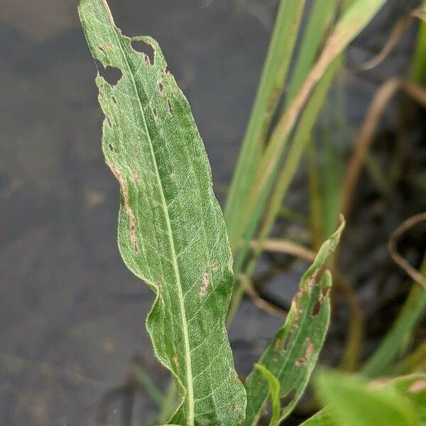 Persicaria amphibia Frunză