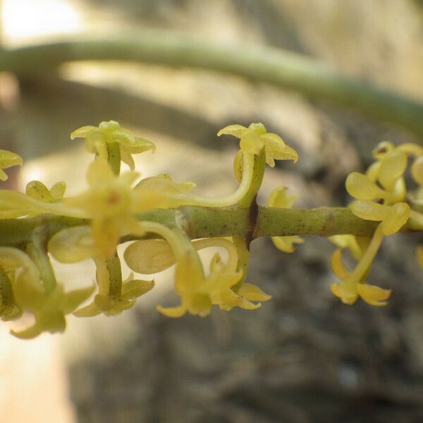 Diaphananthe vesicata Blomma