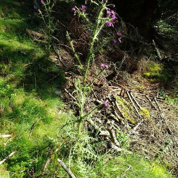 Cirsium palustre Tervik taim