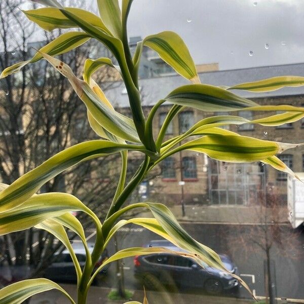 Dracaena braunii Leaf