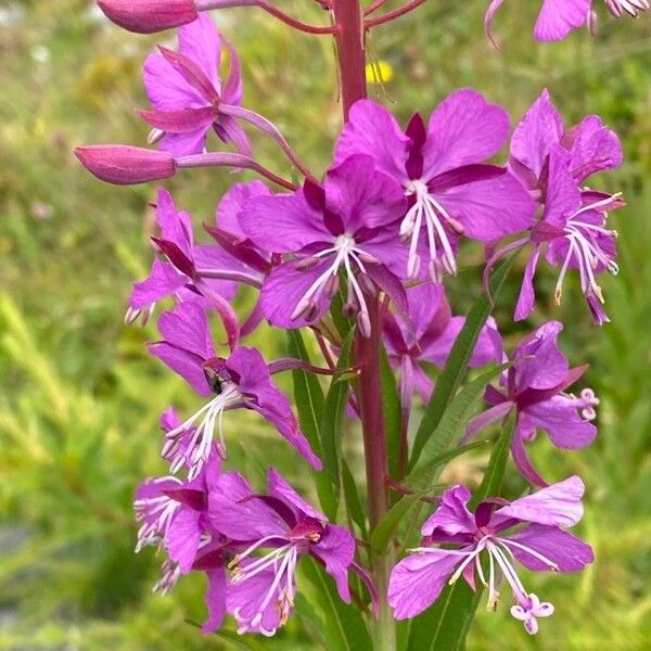 Epilobium angustifolium Floro