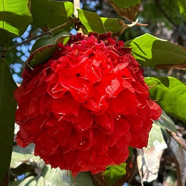 Brownea ariza Flors