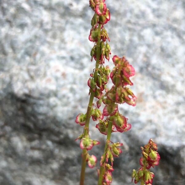 Oxyria digyna Blomma