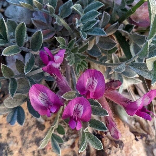 Astragalus missouriensis Flower