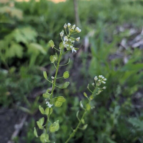 Thlaspi arvense Flower