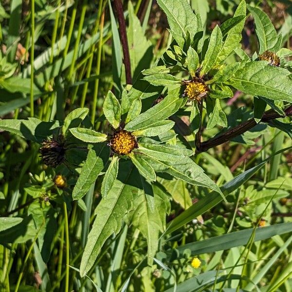 Bidens tripartita Flower