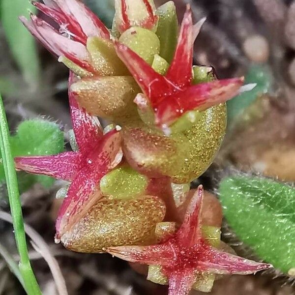 Sedum cespitosum പുഷ്പം