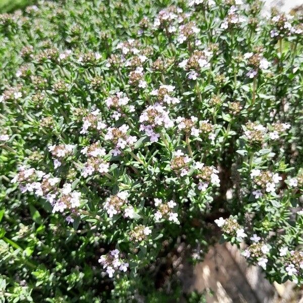 Thymus vulgaris Hábito