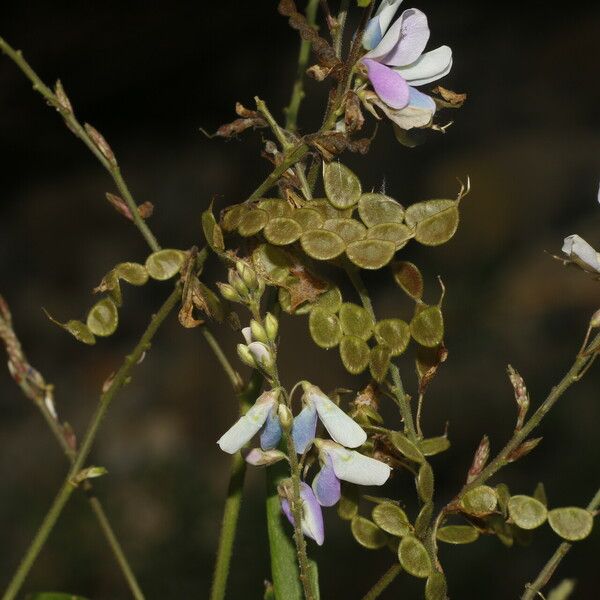 Desmodium cajanifolium Flower
