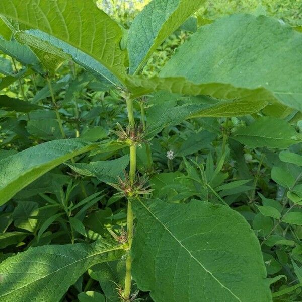 Triosteum perfoliatum Flower