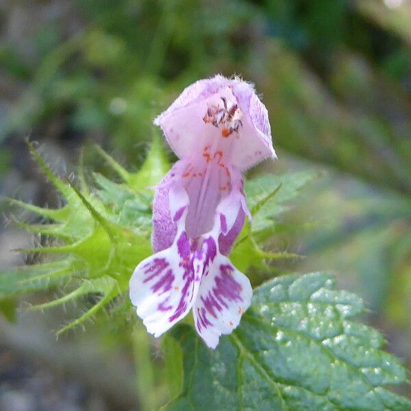 Lamium maculatum 花