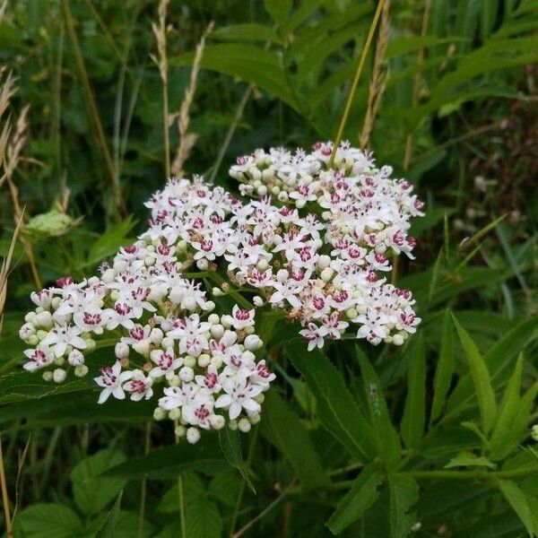 Sambucus ebulus പുഷ്പം