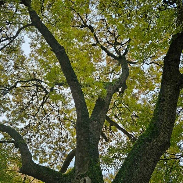 Fraxinus angustifolia Облик