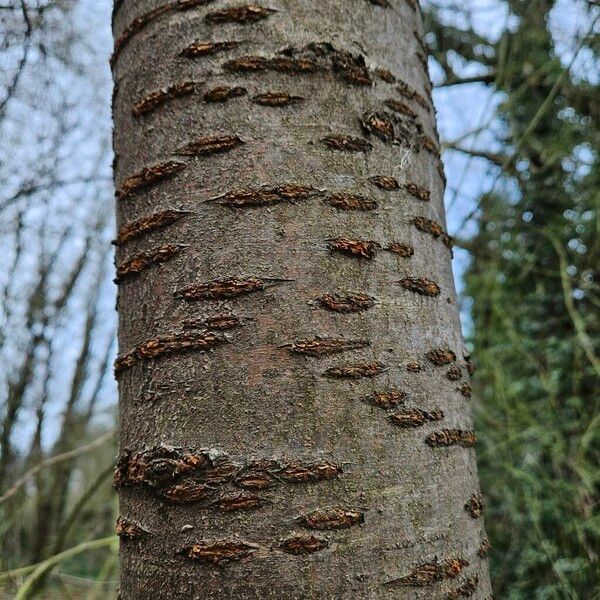 Prunus pensylvanica Bark