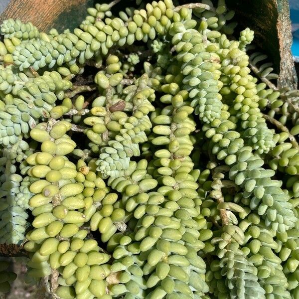 Sedum morganianum Leaf