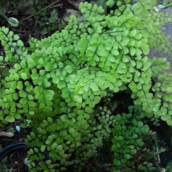 Adiantum raddianum Lehti