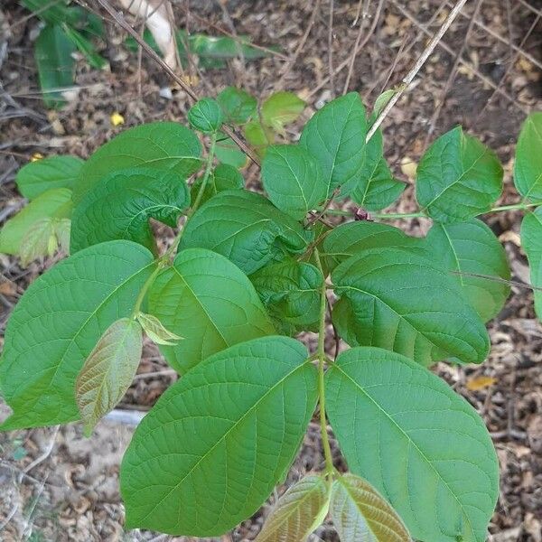 Quisqualis indica Fuelha