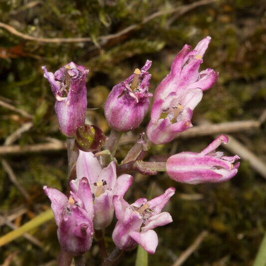 Brimeura fastigiata फूल