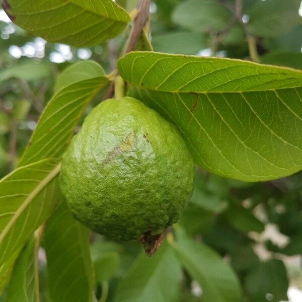 Psidium guajava Vrucht