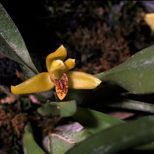 Maxillaria violaceopunctata Flors