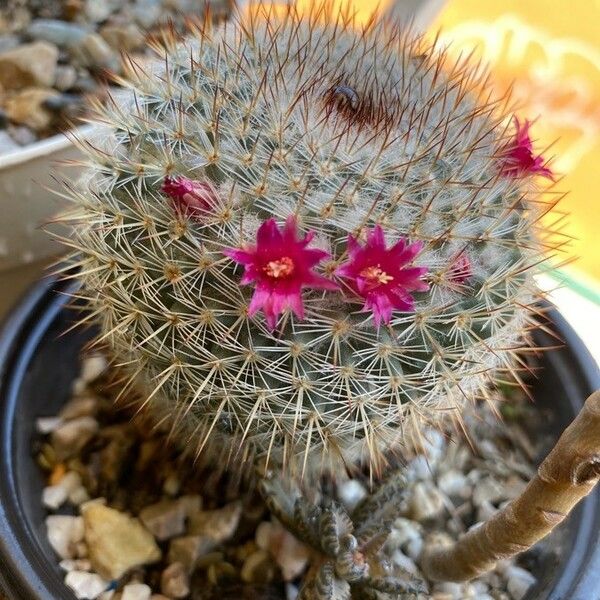 Mammillaria haageana Fiore