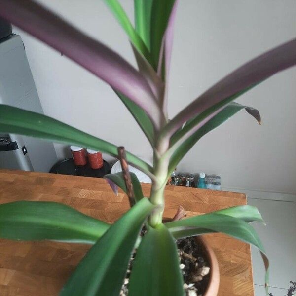 Tradescantia spathacea Flower