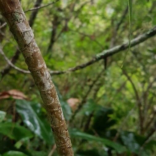 Pandanus purpurascens Rinde