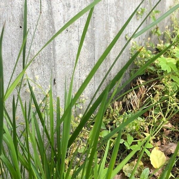 Agrostis capillaris Leaf