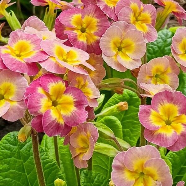 Primula × polyantha Õis