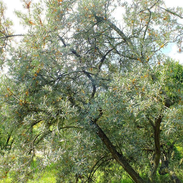 Hippophae rhamnoides Хабит