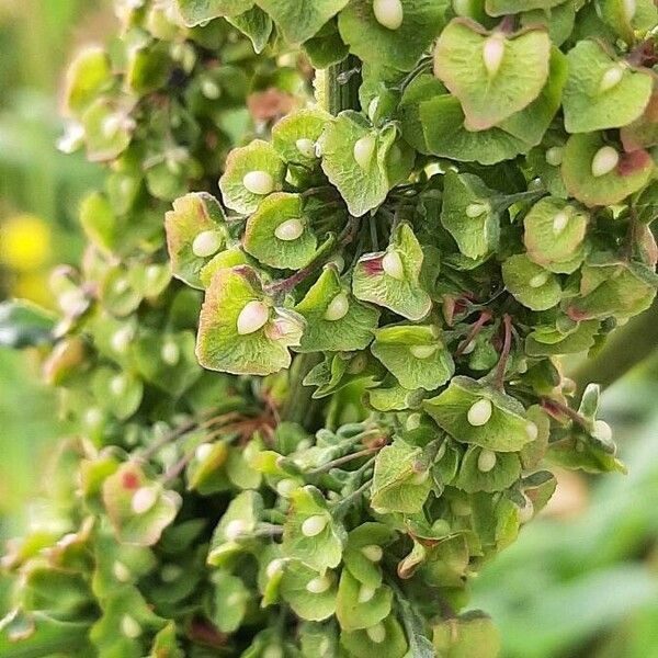 Rumex longifolius Цветок