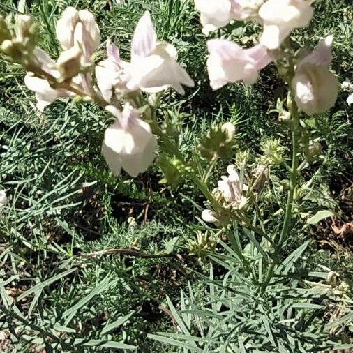 Linaria repens Flower