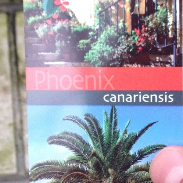 Phoenix canariensis Іншае