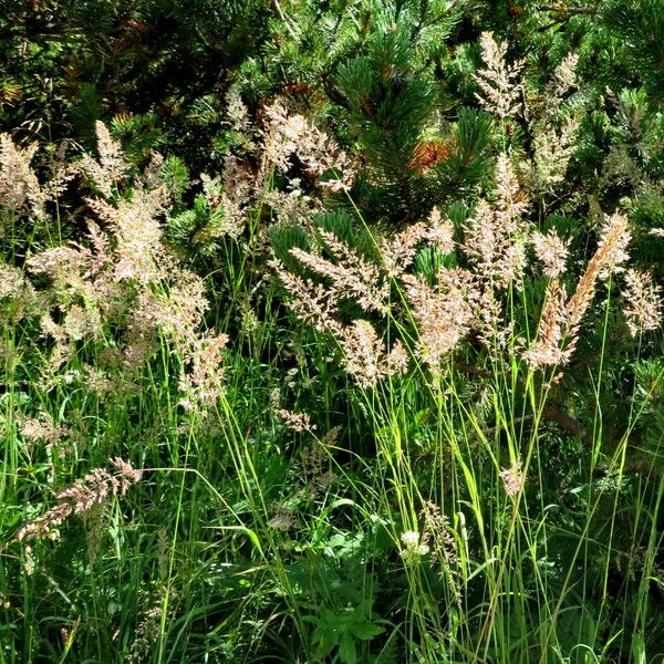 Festuca rubra Habitatea