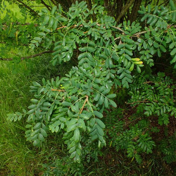 Caragana arborescens Liść