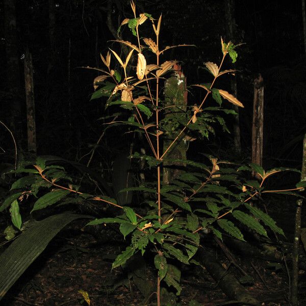 Miconia chrysophylla