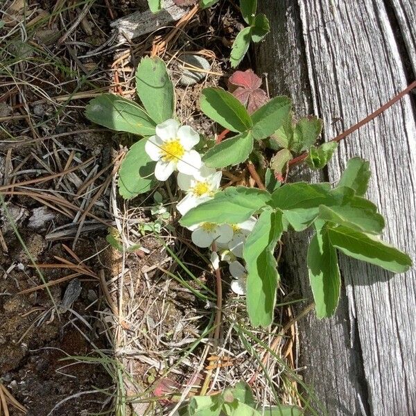 Fragaria virginiana ফুল