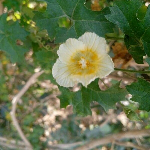 Momordica balsamina Fleur